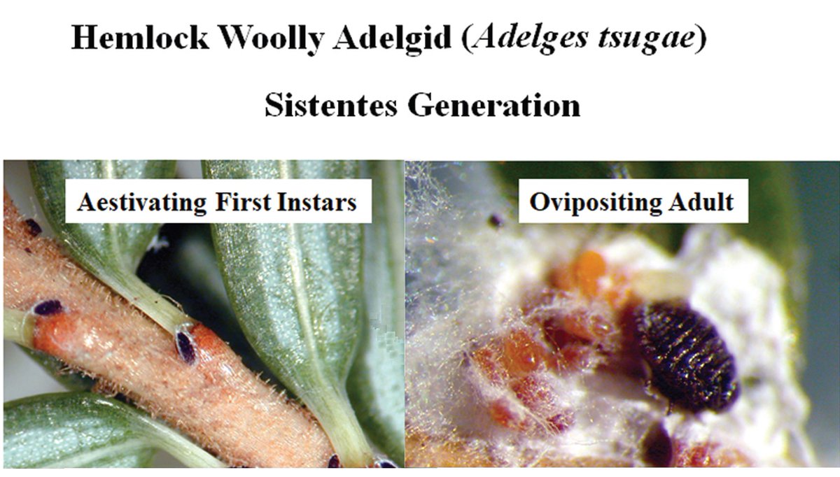PestinfoW's tweet image. The complex life cycle of the hemlock woolly adelgid (Adelges tsugae), a serious, #invasive #pest of #hemlock trees in north-eastern North America - article in Environmental Entomology (@EntsocAmerica) by Samita Limbu and others - doi.org/10.1093/ee/nva…