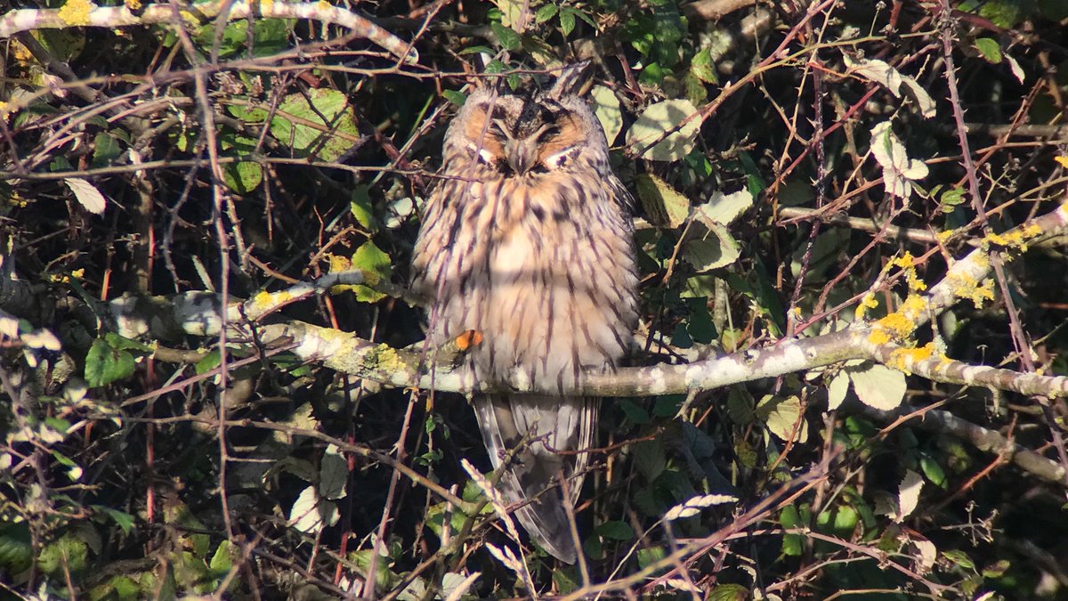 Couldn't resist calling in to see the <a href="/CleySpy/">CleySpy</a> Long-eared Owl again this morning in the sunshine (it was wet &amp; windy when we saw it on one of its appearances back in late December). Many thanks for putting the news out again.