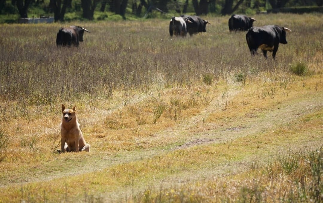 El campo bravo, libertad y bienestar animal....

#CaparicaMJR #libertad #PasionPorElToroBravo #BienestarAnimal #MostremosLaVerdad #Ecologia #Naturaleza