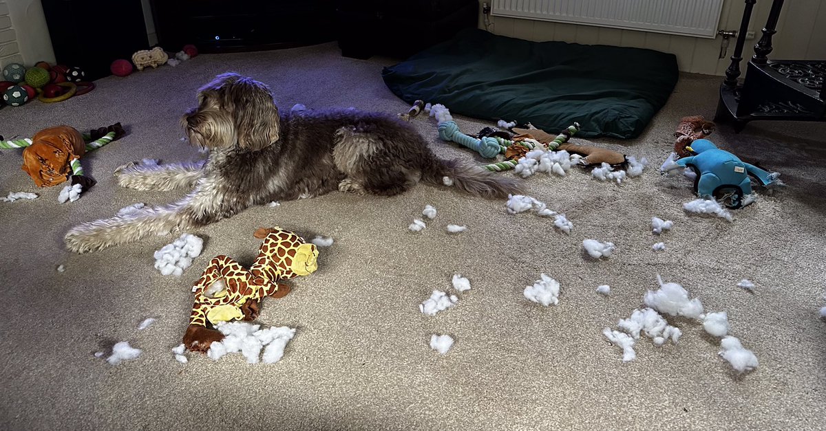 DarrenG8196's tweet photo. Jeffery has been attacked again by Bert the butcher, destuffing is so tiring #destuffing #labradoodle #furbaby https://t.co/Rr7eZVQRT9