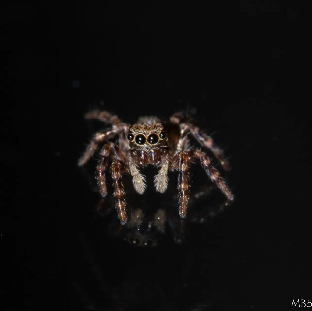 Cutie neighbor

#jumpingspider #araneae #arachnid #salticidae #spiders #spider #spidersoftheworld #arraignée #macro #macrophotography #naturephotography #photography #saltique #natureseekers #nature #eyes #arthropod #jumpingspiders #jumpingspidersofinsta… instagr.am/p/CnJtvqwK-IQ/