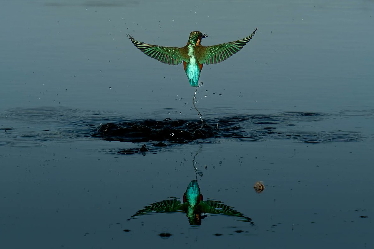 NorfolkWT's tweet photo. Photo of the week 📸

A kingfisher by Chris Palmer - what a beauty!

There's something very special about catching the glitter flash of a kingfisher. A great place to see these stunners is our new hide at Ranworth Broad looking out onto our recently created kingfisher bank. https://t.co/TxW1kOlQVj