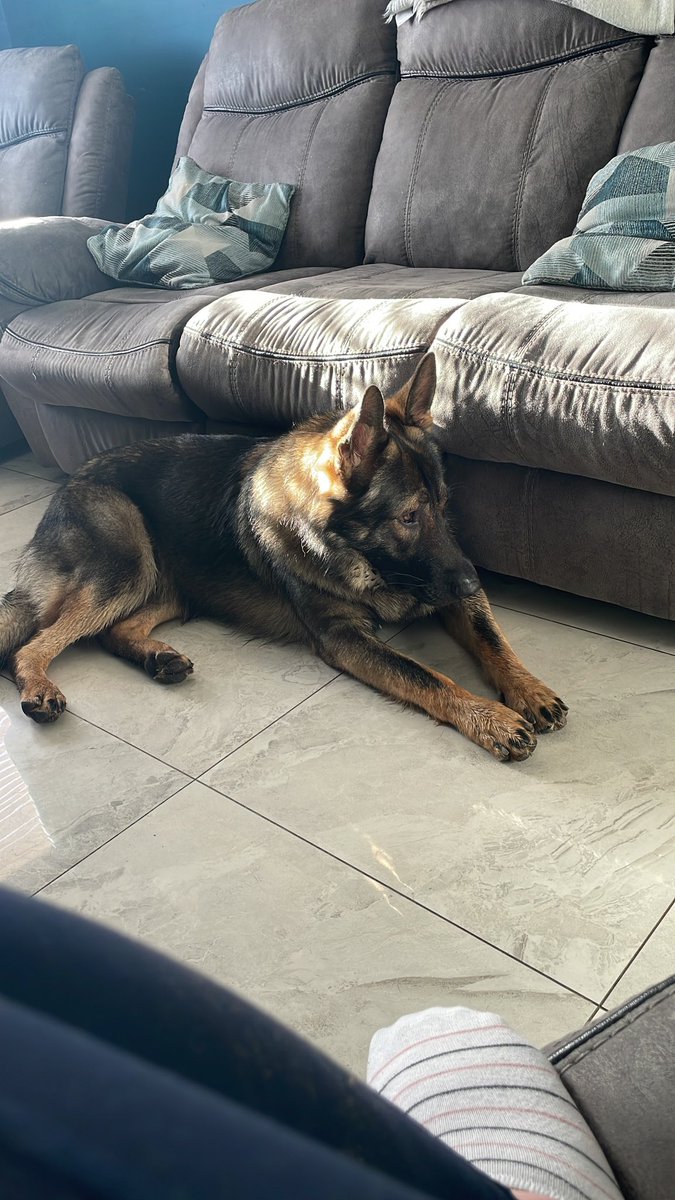 BernardVerbeek's tweet photo. #GermanShepherd #germanshepherdpuppies #gsd #gsdlover #dogsoftwitter #gsddad https://t.co/ezDIofCQNP