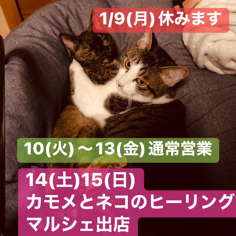 bbhmau's tweet image. ハンドメイドと古着のGalulu Music
9(月)休み週末14(土)15(日) カモメとネコのヒーリングマルシェ-癒しと美の世界　(クロスベイ新湊2F)出店します。#usedstore #富山Bz #ギターピック #ギターピックアクセサリー #bz好き #謎の店 #ベース #猫好き #カモメとネコの手作りマルシェ #クロスベイ新湊