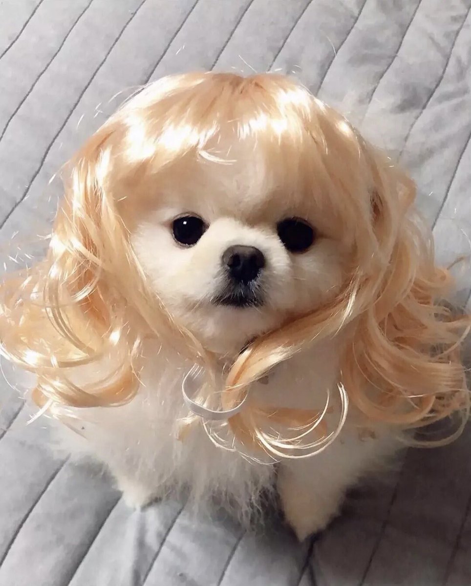 可爱的小母狗～ https://t.co/HtWqF3MNGk