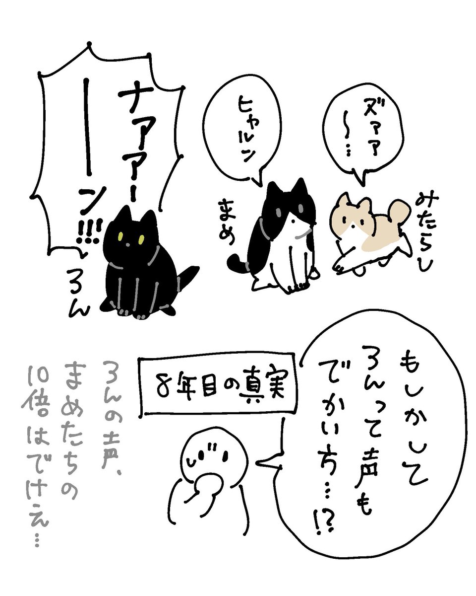 ろんさん、小型犬が元気に鳴くときと同じくらいの声量でいつも鳴いてるので、イヌもネコも声の大きさ同じくらいなんだと思ってたんだけど、まめとチビの声がめっちゃ小さいので最近になって「実はろんさんの声が爆裂デカいだけ疑惑」が浮上している 