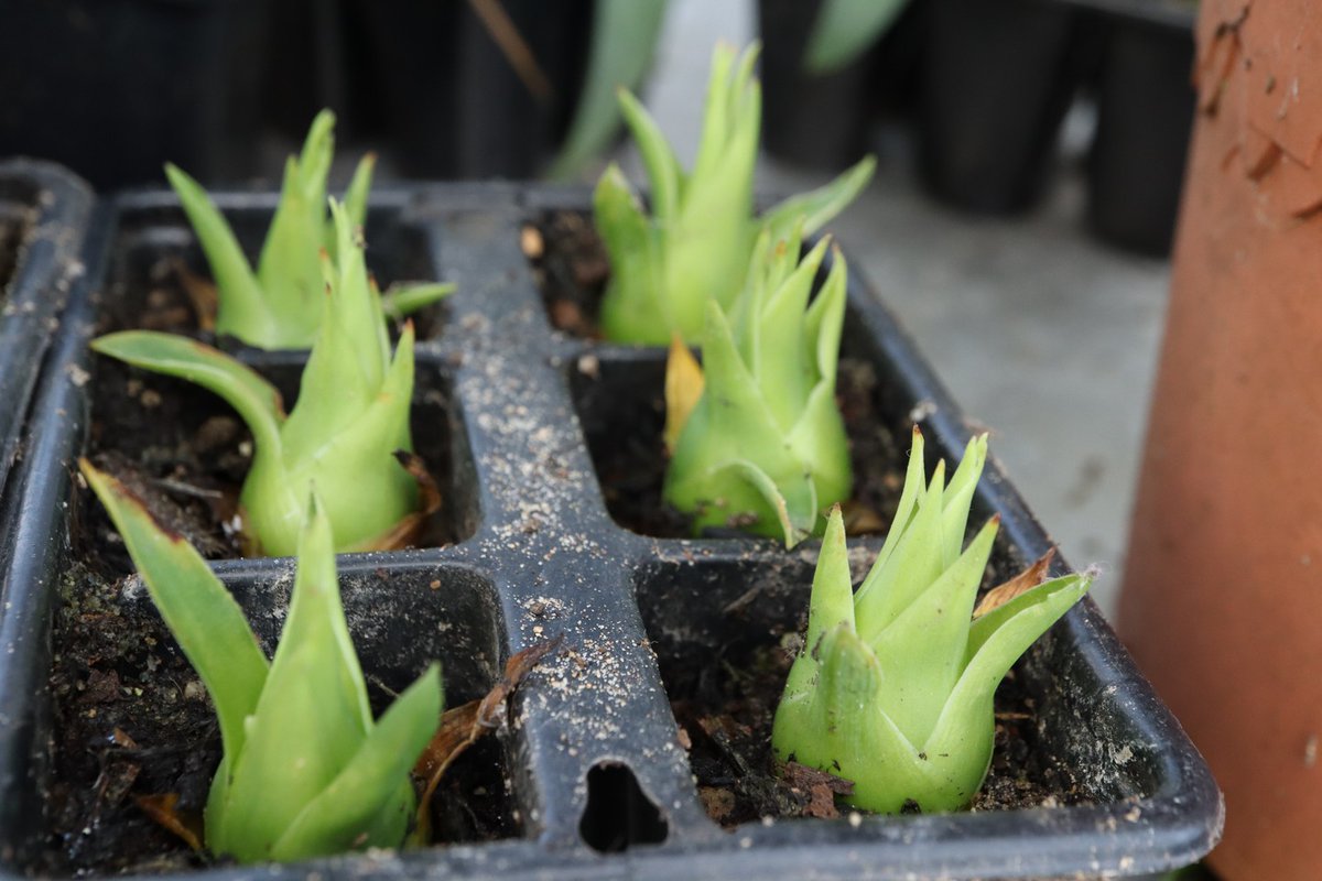 Some of my #furcraea bulbils, doing well in the glasshouse.