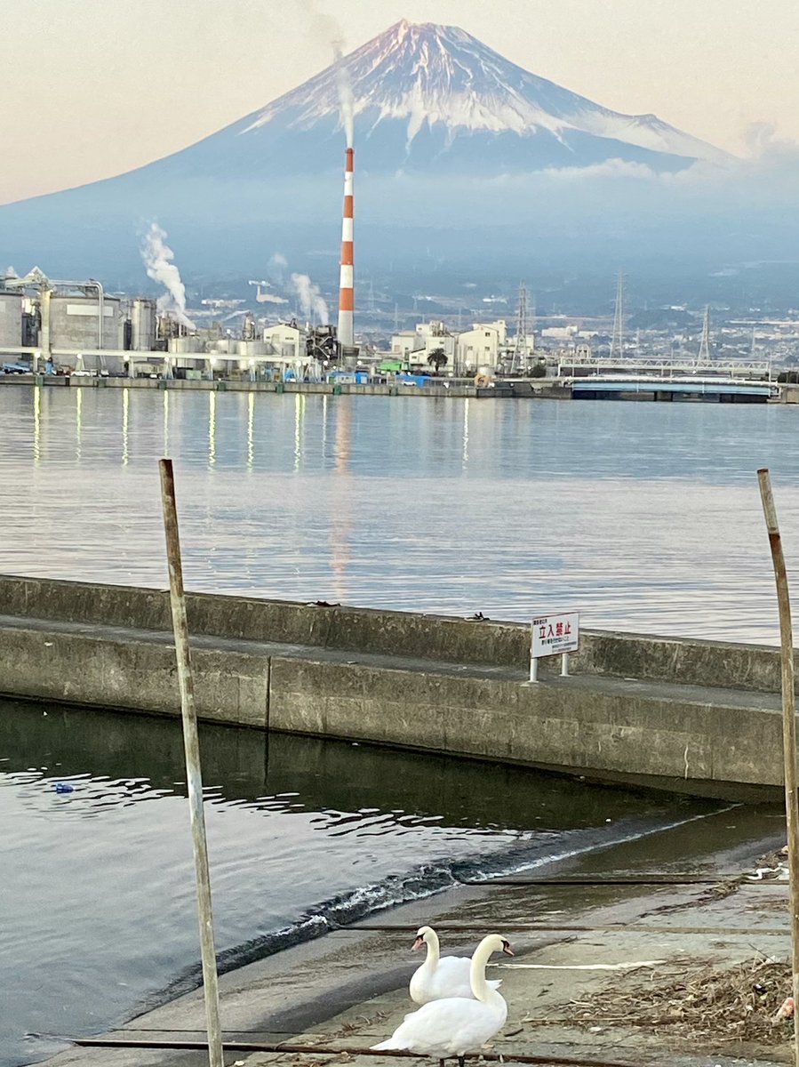 rc_fva's tweet photo. 田子の浦港で白鳥に出会えました！
海で見かけるなんて珍しいですねー https://t.co/hHqzIrxCU4