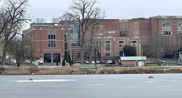 Nextdoor.com Completely Crashes as Photo Showing Two (2) Foxes, or, Possibly Coyotes Frolicking on Frozen Lake Ellyn Posted; Site’s Biggest Meltdown Since Gladys, Glendale Heights Asked “Why all the sirens at Burdette and Main Street GE” Back in April ‘21