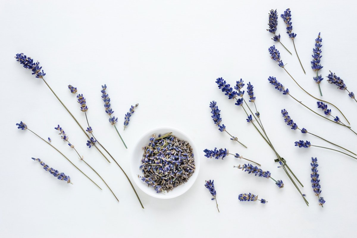 Lavender [Lavandula angustifolia] essential oil, produced by steam distillation, is one of the most versatile skincare ingredients ever. 💜

Learn more: MuLondon.com/ingredients

Photo by the wonderful <a href="/c_colli/">Christian Colli</a> for MuLondon ☺
