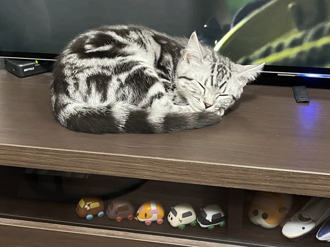 猫ちゃん』の評価や評判、感想など、みんなの反応を1時間ごとにまとめ ...