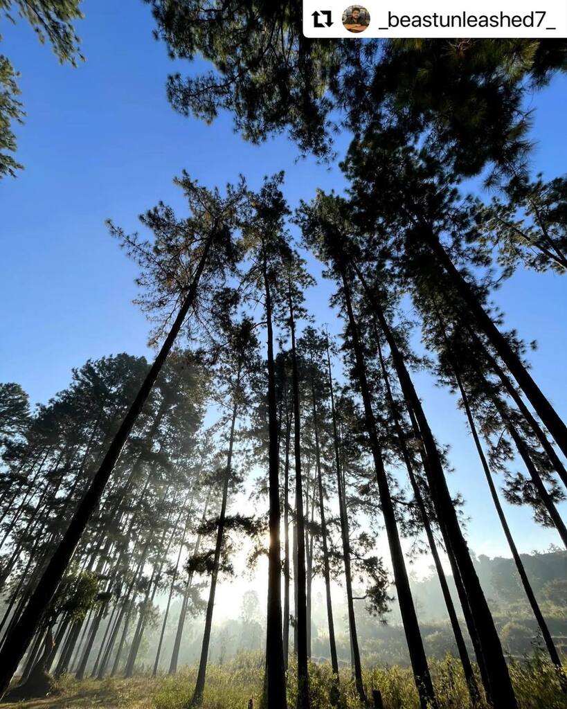 #bhubaneswarbuzz #daringbadi pic by #Repost @_beastunleashed7_ 
・・・
Mesmerizing beauty of Pine Forest, Daringbadi 😍😍

•
#daringbadi #kandhamal #odisha #odishatourism #odishagram #nature #naturephotography #naturelovers #mountains #mountainbike #odisha_igers #odishaclicks…