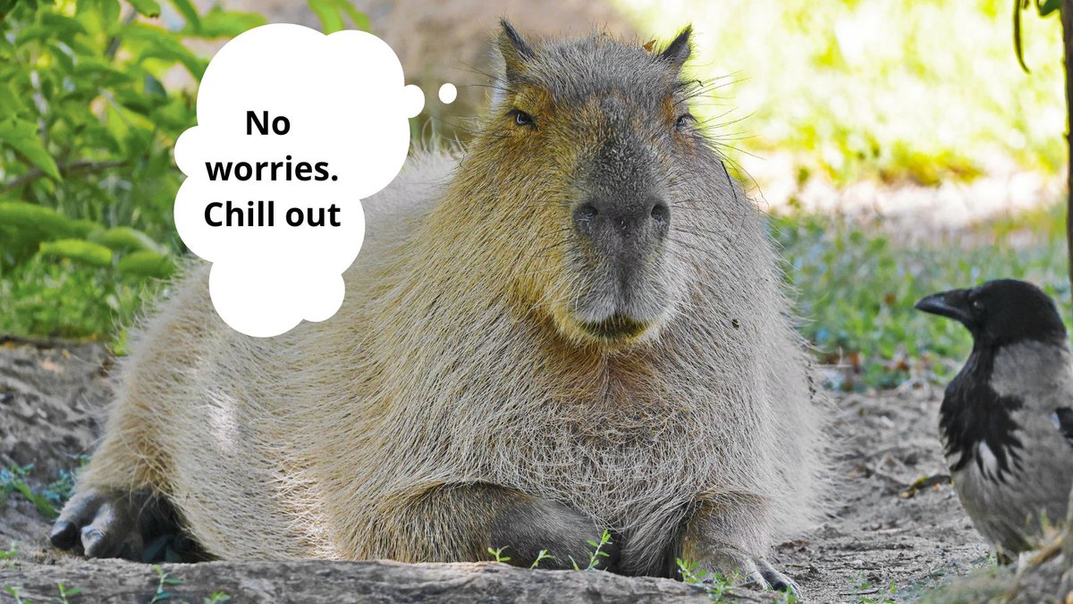miuart_official's tweet photo. Can't find friends❓
Learn from the capybara, the friendliest creature in the world! Can't you chill❓
Learn from the capybara, the coolest animal on earth!

Here are some facts about these unusual rodents👇
https://t.co/0Wbm0ABJ8H

#Memes #Capybara #Animals #facts #funfacts https://t.co/BmQrogJW6l