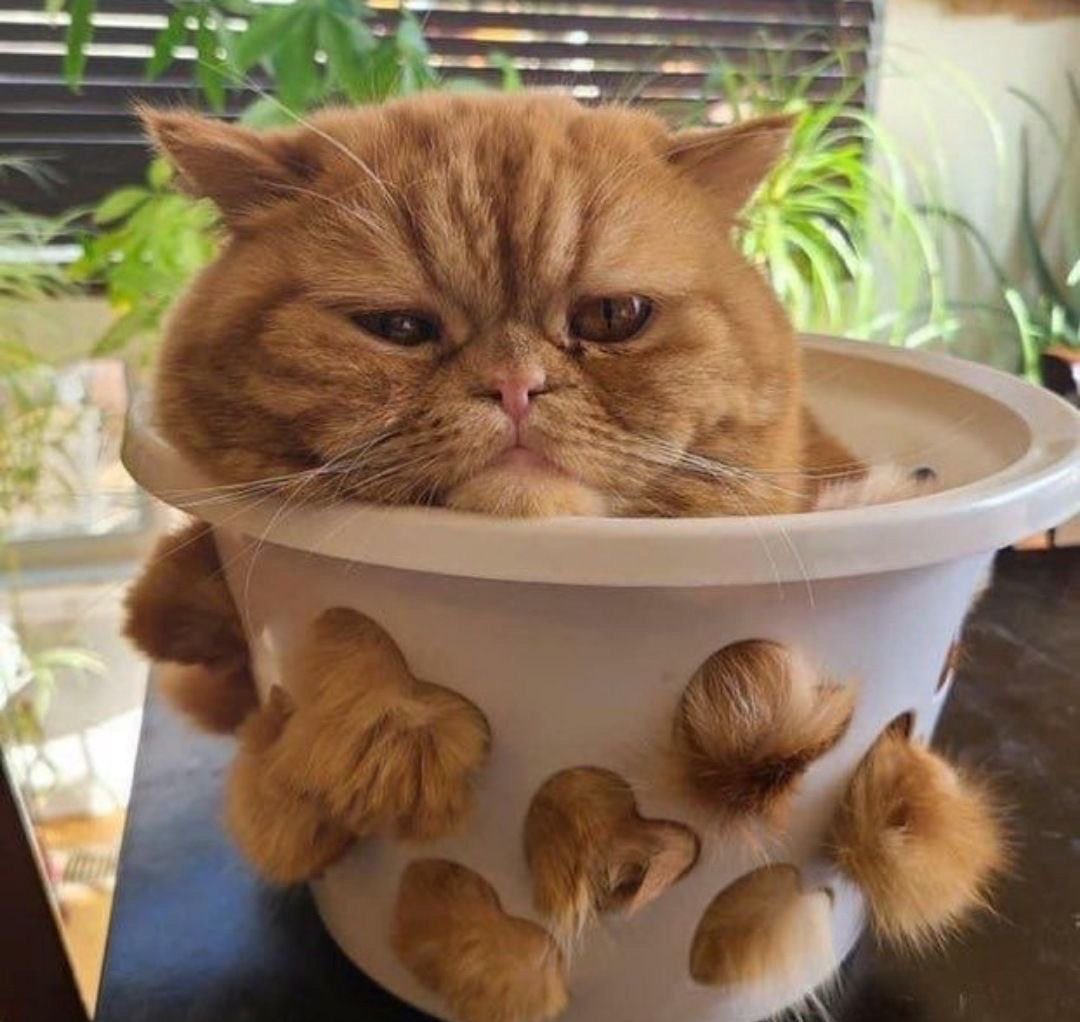 catcontxt's tweet photo. https://t.co/Pw6lM7G11q