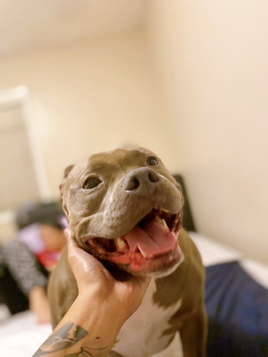 noongmalapad's tweet photo. 5Million views just for one video π³ #louthebully #seattledogs #pnwdogs https://t.co/XdJFeDap40