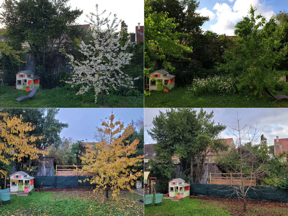 mijakely's tweet photo. Les 4 saisons avec notre petit cerisier 🌳

#4saisons #cerisier #jardin #saisons #nature #quatresaisonsaujardin
https://t.co/dwAlYCnJsj https://t.co/YIXdEkippt