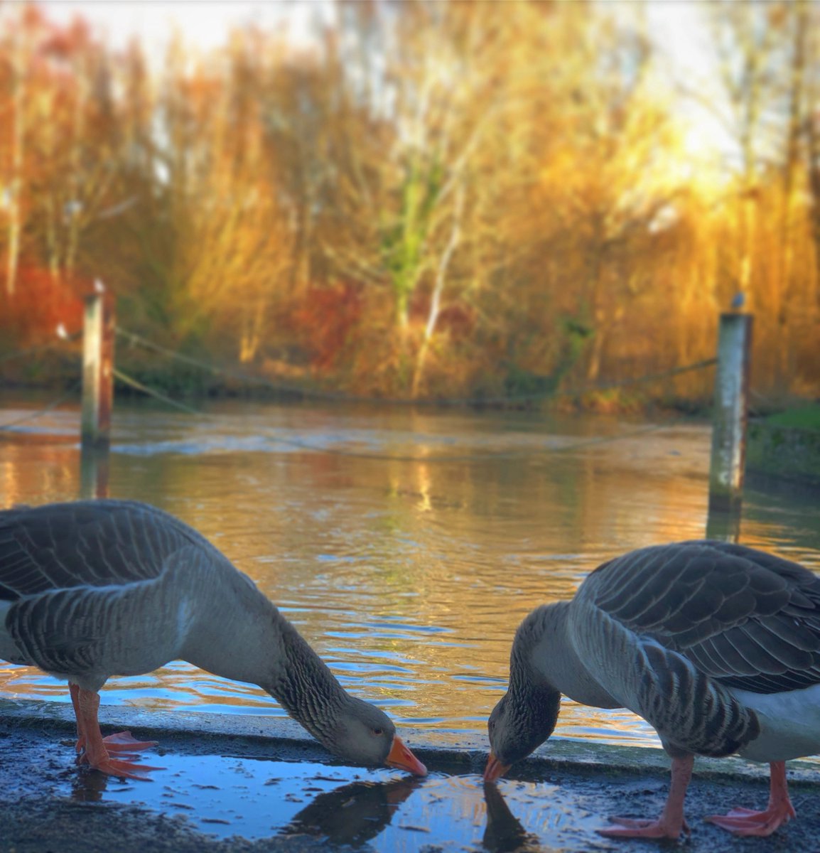 Daniel Altshuler tweet media