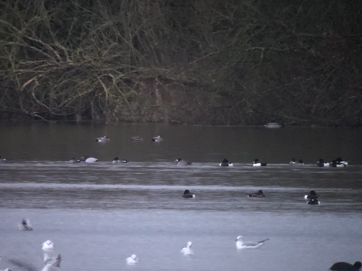 Grahame Hopwood (@whisbynatureres) on Twitter photo Picked out this distant female Scaup from the viewing screen at Teal Lake tonight whilst watching the Starling murmuration! Nice way to finish off a Sunday afternoon. <a href="/LWTWildNews/">LWT Wild News</a> Picked out this distant female Scaup from the viewing screen at Teal Lake tonight whilst watching the Starling murmuration! Nice way to finish off a Sunday afternoon. <a href="/LWTWildNews/">LWT Wild News</a>