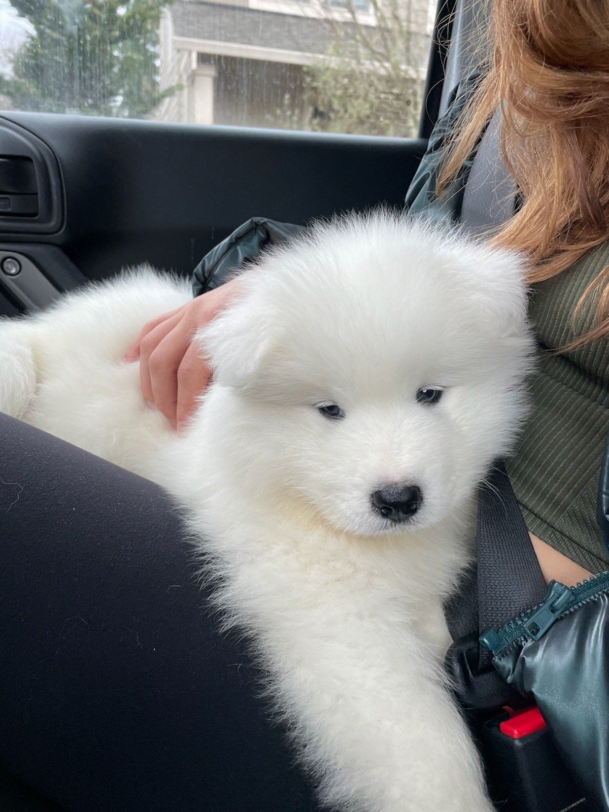 Samoyed 8 cheap weeks
