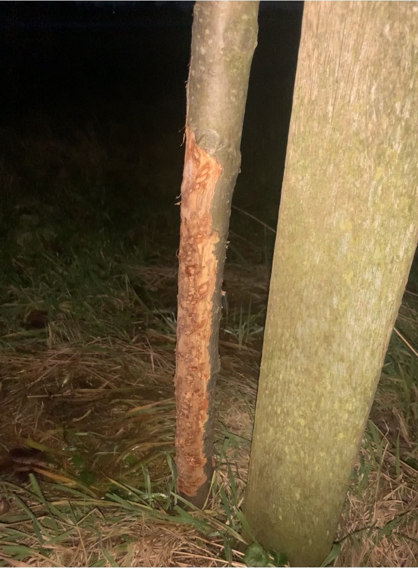 Heeft iemand een idee welk dier aan deze stam heeft geknaagd? Ik vraag het voor een vriend die aan de IJssel woont.
<a href="/BoswachterTim/">Timothy de Boskabouter</a> weet jij dit misschien?