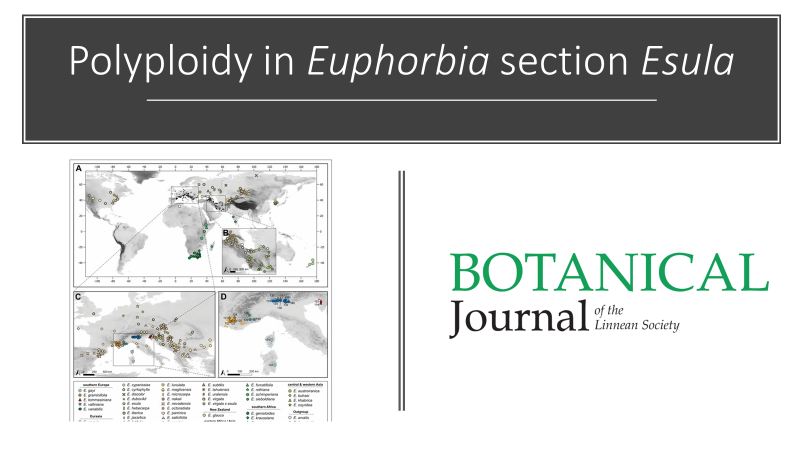BotJLinnSoc's tweet photo. #Polyploidization was not involved in the origin of five endemic species from southern Europe but is otherwise frequent in #Euphorbia section #Esula (#Euphorbiaceae). Heimer & Frajman. #Polyploidy
https://t.co/JXu8I4wJ53 https://t.co/HEWAP7w0Zf