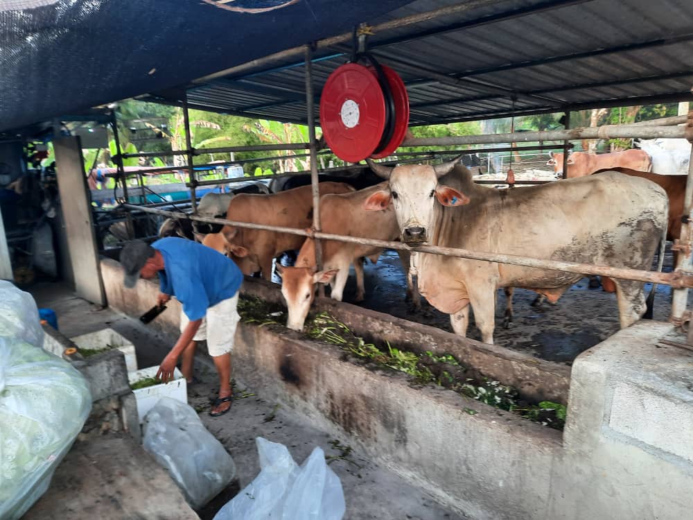PPK_Kluang's tweet photo. 𝟬𝟴 𝗝𝗔𝗡 𝟮𝟬𝟮𝟯 | 𝗝𝗘𝗝𝗔𝗞 𝗨𝗦𝗔𝗛𝗔𝗪𝗔𝗡 𝗣𝗘𝗟𝗔𝗗𝗔𝗡𝗚

Projek yg diusahakan oleh 3 org
Usahawan Muda PPK Kluang di U.P Kg. Bentong, Muhammad Firdaus bin Wahid, 46 ekor, Sahrul bin Ismaun, 30 ekor &amp; Khairil Suhaizat bin Wahid, 35 ekor.

Tahniah dan syabas diucapkan. https://t.co/YAwKWhcoOn