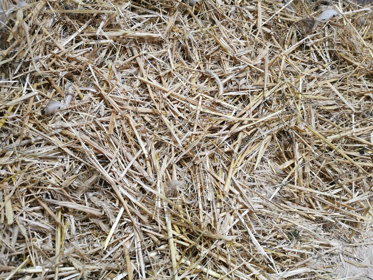 JutimaFamily's tweet photo. Während drinnen ausgemistet wird, wird draußen Siesta gehalten.

#Entencontent https://t.co/sB3uv3lGPJ
