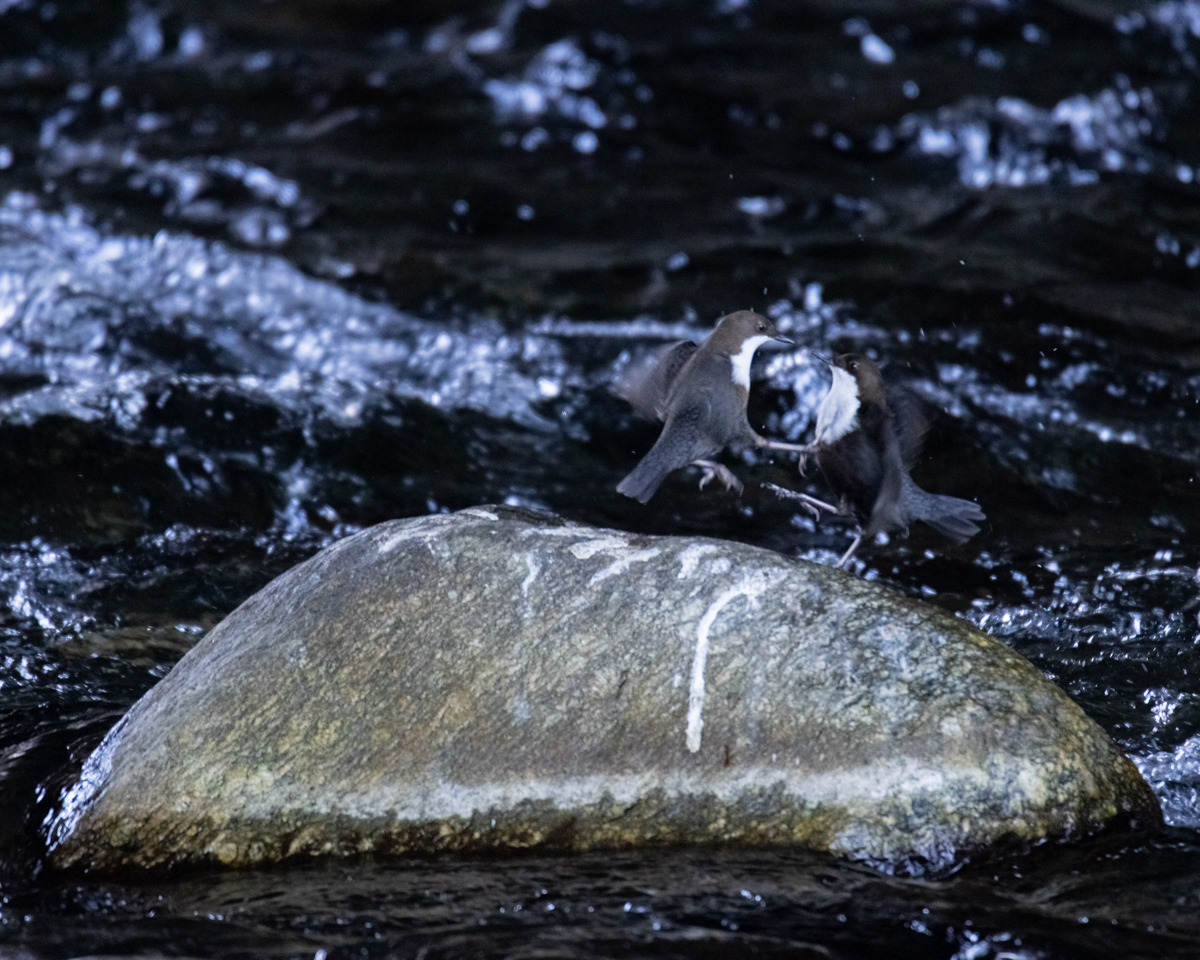 Josevaldeewfoto's tweet photo. "Pequeña trifulca"

Mirlo acuático europeo / Merla d'aigua (𝘊𝘪𝘯𝘤𝘭𝘶𝘴 𝘤𝘪𝘯𝘤𝘭𝘶𝘴) https://t.co/a7MBu0qpby