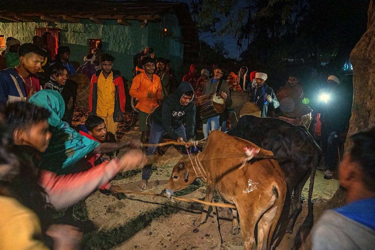 On this night, the stick used by charwaha to move cattle is also replaced. 

'Geta' is tied over the cattle of Manjhi and the village boundary, signifying the boundary of the village and revering to eradicate cattle infection.

#festivalsofbastar #tribesofindia
