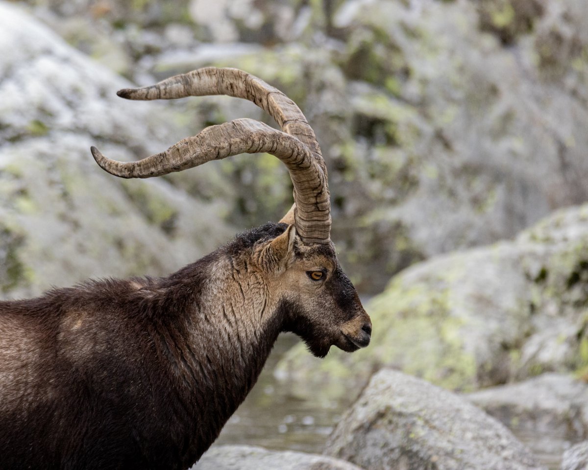 Josevaldeewfoto's tweet photo. La cornamente del macho de cabra montés es imponente, pero el iris de estos animales tienen algo espedcial.

Cabra montés / Cabra salvatge (𝘊𝘢𝘱𝘳𝘢 𝘱𝘺𝘳𝘦𝘯𝘢𝘪𝘤𝘢 𝘷𝘪𝘤𝘵𝘰𝘳𝘪𝘢𝘦) https://t.co/ANp5t09WsB