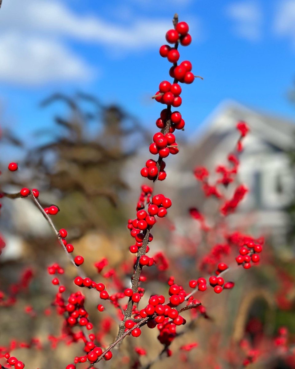 WDCGardener's tweet photo. A neighbor’s native holly bushes light up the winter landscape. They are deciduous and lose their leaves in the fall to reveal these big bright berries. #gardendc #dmv #ilexverticillata #nativeplant #hollyberry #berrybush #hollyberries #redberries #wintergarden https://t.co/QzCI7tGy8I
