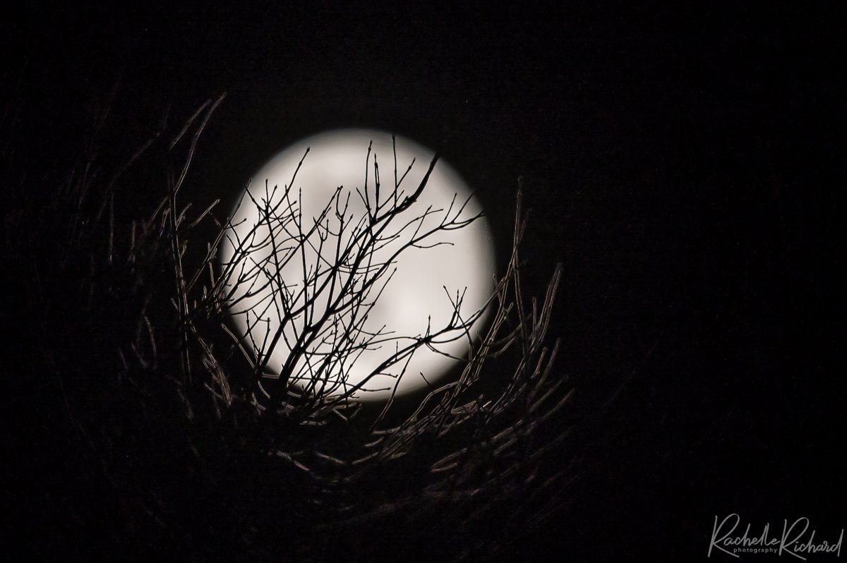 rachrichphoto's tweet photo. Missed the actual full moon due to clouds but got a couple of shots last night. Waning Gibbous 98.8% #wolfmoon #fullmoon #januaryfullmoon #NightPhotography #moon #thephotohour #shareyourweather #kawarthalakes
https://t.co/dWenybrOFN https://t.co/lzM8OdkXSM