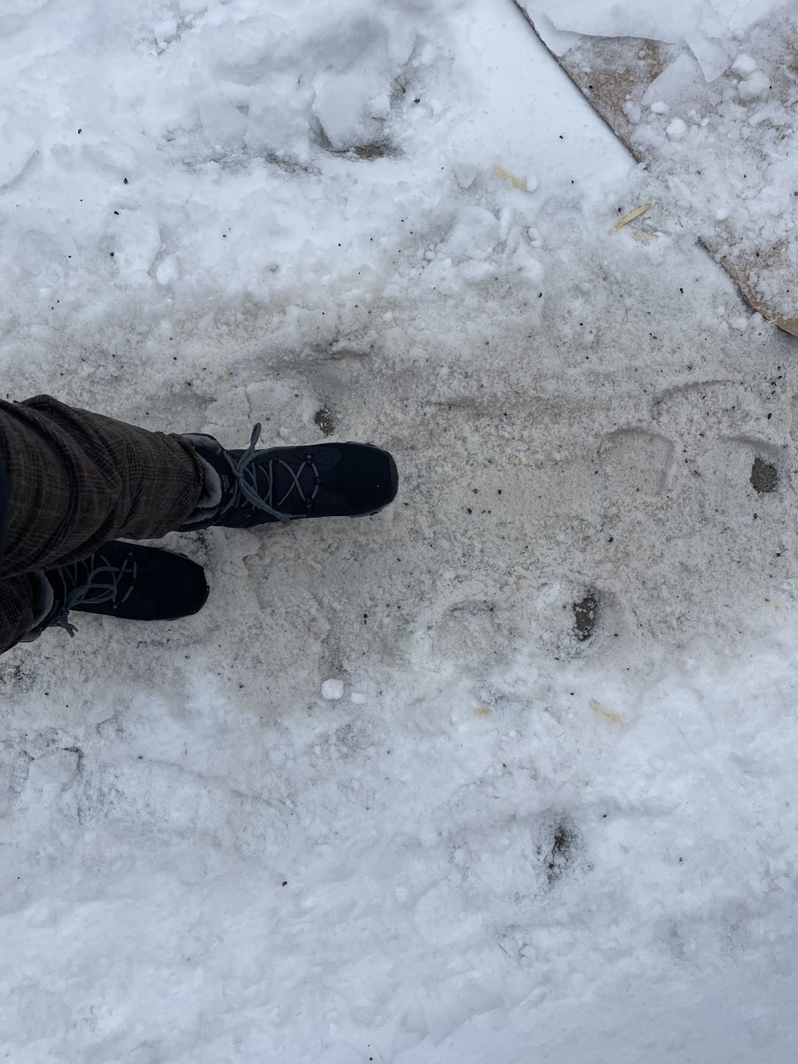 wheredoIwalk's tweet photo. Kıştan kışa fark var tabi ki! -17 derecede Montreal’den Kars’taki vatandaşlarımıza selamlar. Sizi kalpten hissediyorum şu an 🥲 Yıllardır kışla verdiğiniz mücadeleyi yeterince anlamamışım. #Kars #Montreal #hiver #Kış #invierno #WhereDoIWalk #oùjemarche #neredeyuruyorum https://t.co/ssYz2ZG7QL