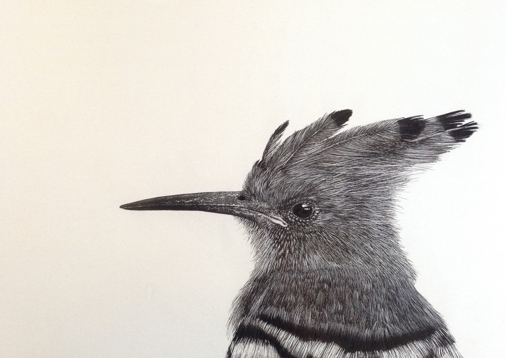 #Poupa, Joao Simoes #Birdillustration #illustraciencia4 ift.tt/IAtzslP