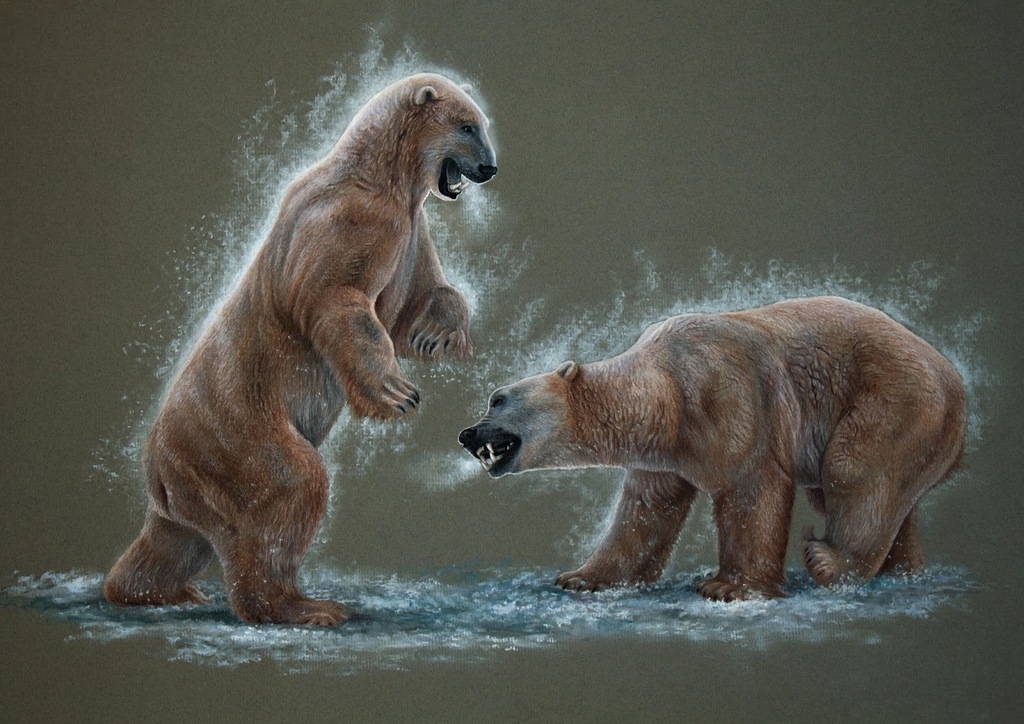 The fight, Valeria Ermakova #Polar #bear #illustraciencia4 ift.tt/kYlOre7