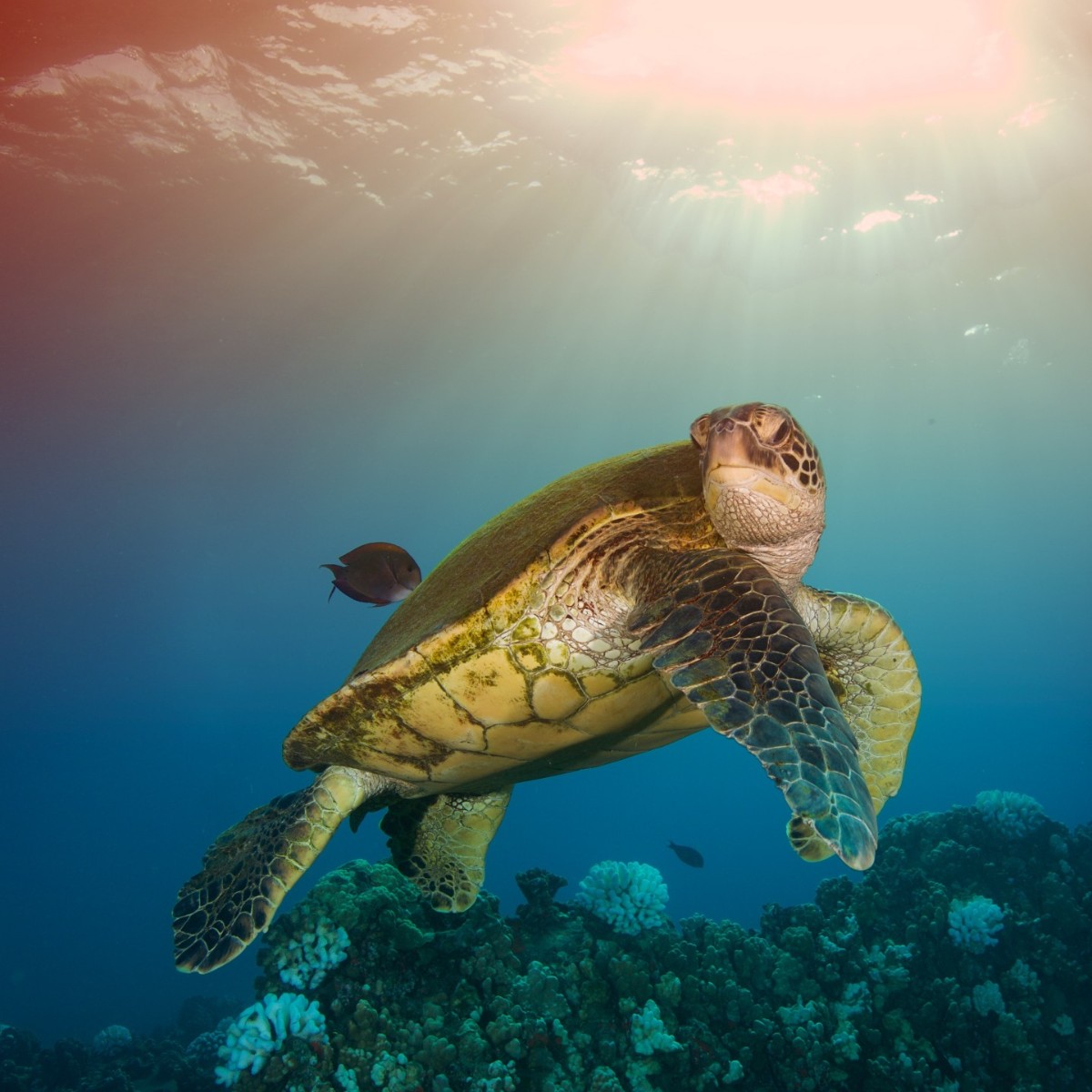 Do Green Sea Turtles Travel Alone Do Green Sea Turtles Travel Alone