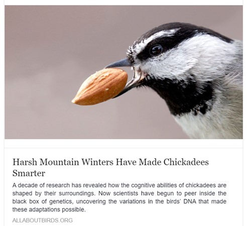 Science Sunday: Chickadees are amazingly smart but some are smarter than others! 🐦😲 #sciencesunday #backyardbirds
allaboutbirds.org/news/harsh-mou…