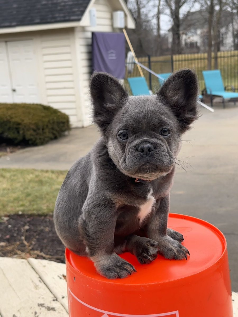 My new fluffy, Bleu. #frenchie #frenchbulldogs