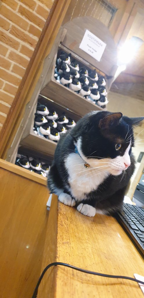 HodgeTheCat's tweet photo. They seek him here, they seek him there, they seek him everywhere! #CatsOfTwitter #sundayvibes https://t.co/XqGNK39hyS