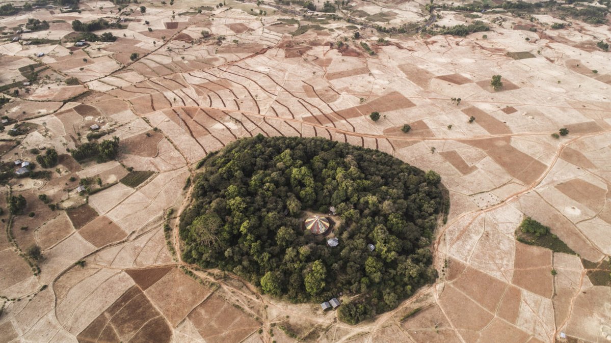 YaleE360's tweet photo. In parts of Ethiopia, church forests are the last remaining woodlands. And in Japan, there are few ancient lowland forests outside of temple grounds.

But despite their immense ecological value, such sacred forests are rarely studied.

Read more @YaleE360: https://t.co/tUuyYyfgXt https://t.co/OitijPJ6ua