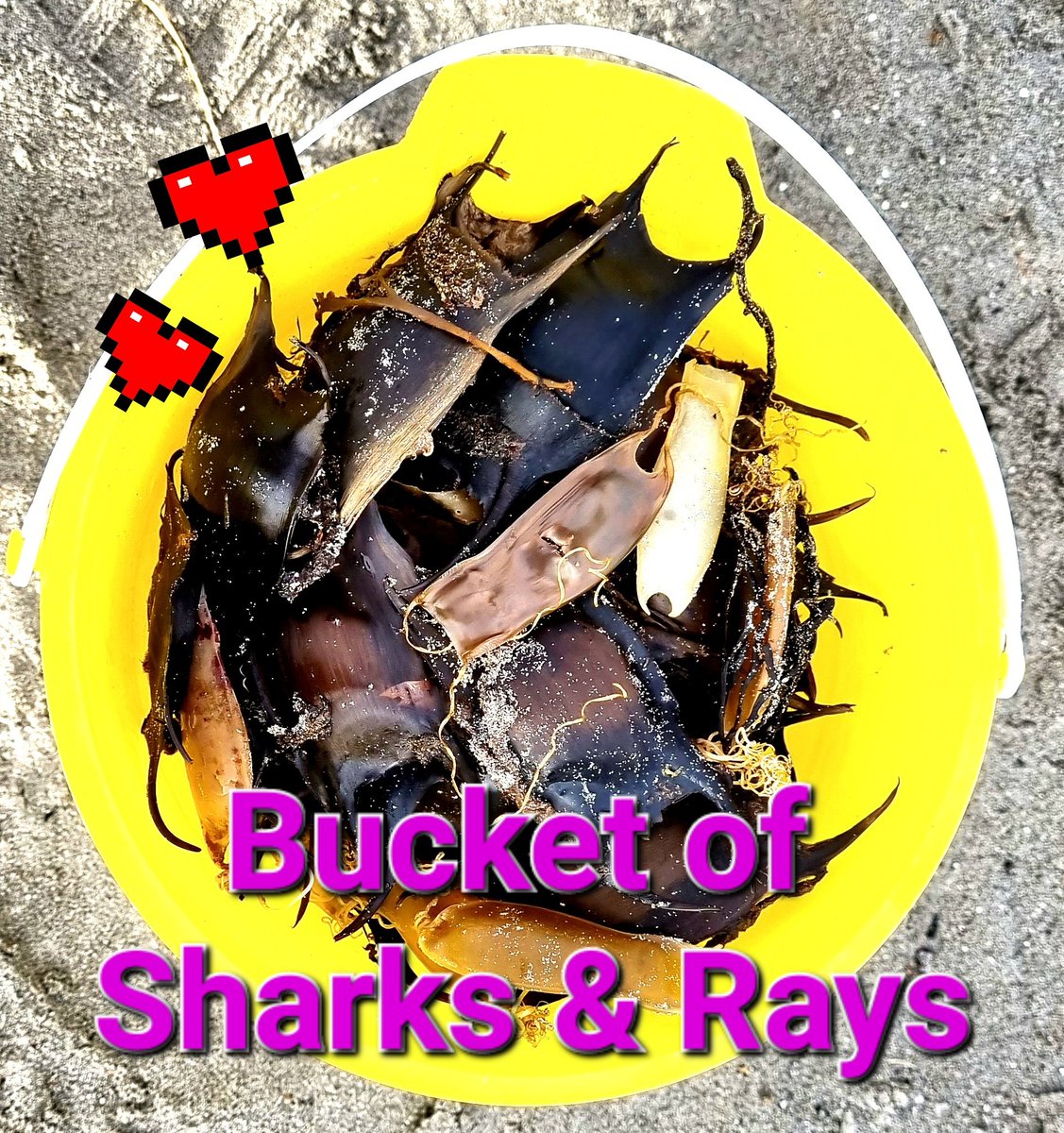 GalwayAquarium's tweet photo. Found more life than litter at our @CleanCoasts beach tidy. Fair play to all the groups that maintain #grattan beach #Salthill #volunteer https://t.co/4lCSY8BWmL