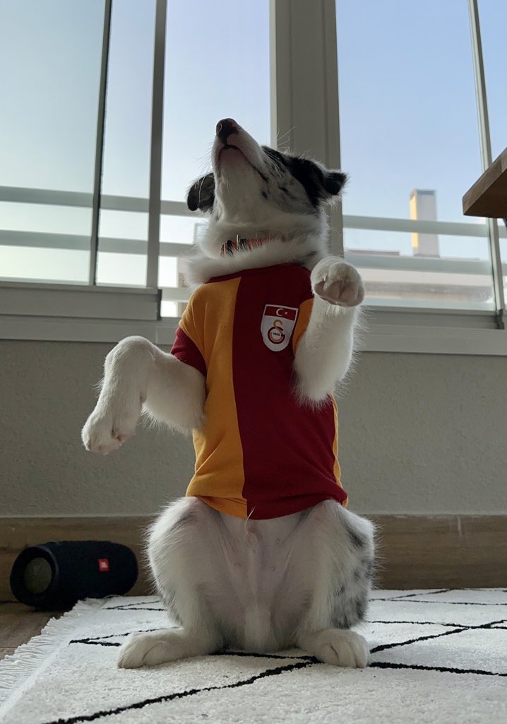 Çocukluk aşkımsın…
Sen ilk göz ağrımsın…
Kimseyi, kimseyi sevmedim senin gibi!
💛❤️
#Galatasaray