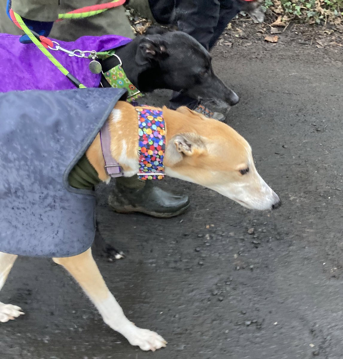 Greyhound Rescue Fife on Twitter "Despite the rain it was great to