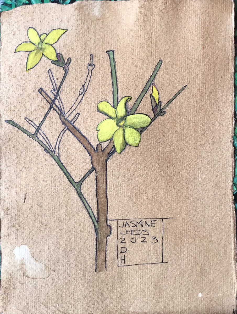 Still on the Charles Rennie Mackintosh botanical theme  #charlesrenniemackintosh #Watercolour #Leeds2023 @KirkstallArt #winterjasmine #artnouveau