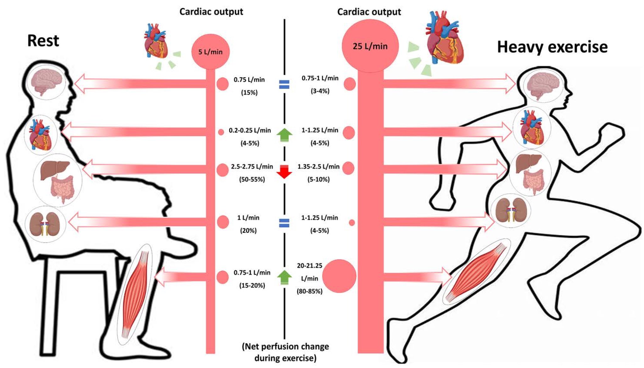 Increase Cardiac Output increase-cardiac-output
