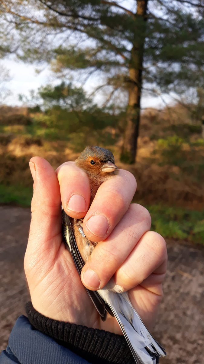 stevefyffe9's tweet photo. Had a good morning at #CottageFarm near Omagh, Co Tyrone bird ringing. We managed 28 new birds to kick start the new year and 8 re-traps. 2 of the Long-tailed tits were first caught in Feb '22. Thanks to everyone who attended. #Ulsterwildlife #BTONI @Peter_Archdale https://t.co/0dJ0V2SlnN