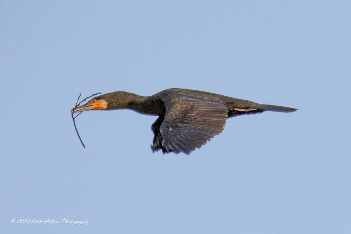 goonerRA1979's tweet image. A trip round Ouse Fen RSPB this morning.
Please see my new photography &amp;amp; Blog richatkinsphotography.com

@wildlifebcn @CambsBirdClub @Natures_Voice
 #NaturePhotography #birdphotography 
@RSPBHuntingdon #TwitterNatureCommunity  #twitternaturephotography