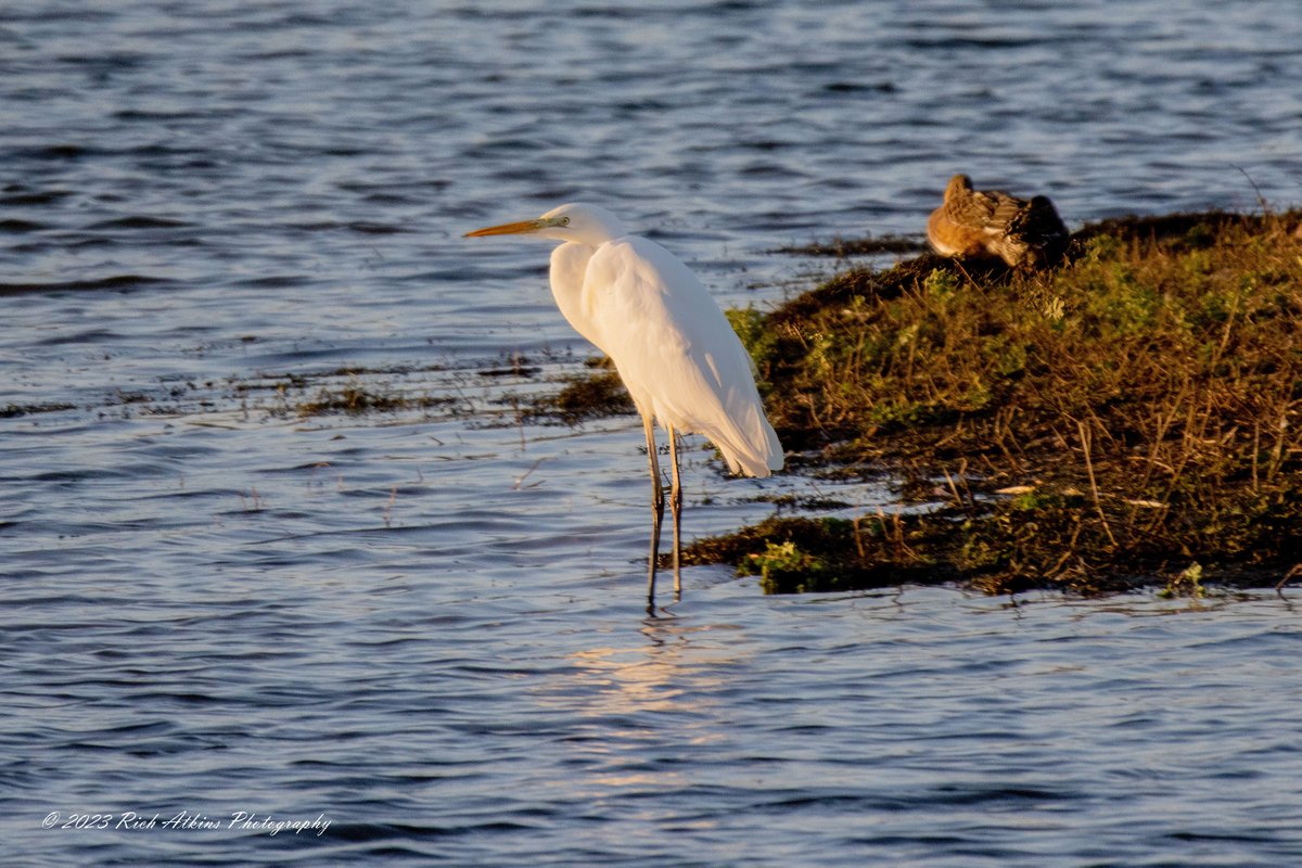 goonerRA1979's tweet image. A trip round Ouse Fen RSPB this morning.
Please see my new photography &amp;amp; Blog richatkinsphotography.com

@wildlifebcn @CambsBirdClub @Natures_Voice
 #NaturePhotography #birdphotography 
@RSPBHuntingdon #TwitterNatureCommunity  #twitternaturephotography