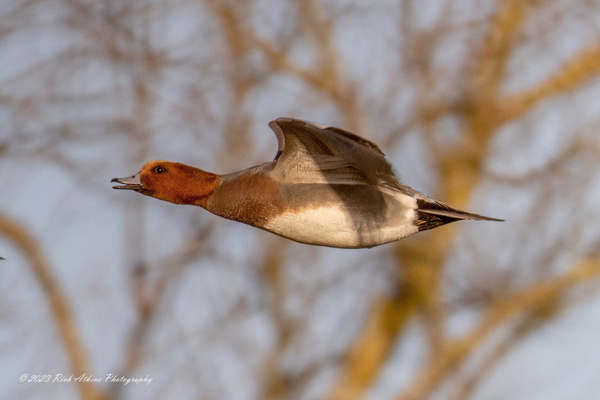 goonerRA1979's tweet image. A trip round Ouse Fen RSPB this morning.
Please see my new photography &amp;amp; Blog richatkinsphotography.com

@wildlifebcn @CambsBirdClub @Natures_Voice
 #NaturePhotography #birdphotography 
@RSPBHuntingdon #TwitterNatureCommunity  #twitternaturephotography