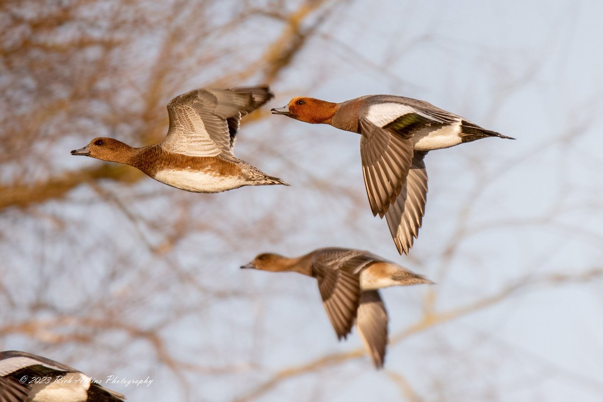 Rich Atkins (@goonerra1979) on Twitter photo A trip round Ouse Fen RSPB this morning.
Please see my new photography & Blog richatkinsphotography.com
<a href="/wildlifebcn/">The Wildlife Trust for Beds, Cambs & Northants</a> <a href="/CambsBirdClub/">Cambs Bird Club</a> <a href="/Natures_Voice/">RSPB</a>
#NaturePhotography #birdphotography
<a href="/RSPBHuntingdon/">RSPB Huntingdonshire Local Group</a> #TwitterNatureCommunity #twitternaturephotography A trip round Ouse Fen RSPB this morning.
Please see my new photography & Blog richatkinsphotography.com
<a href="/wildlifebcn/">The Wildlife Trust for Beds, Cambs & Northants</a> <a href="/CambsBirdClub/">Cambs Bird Club</a> <a href="/Natures_Voice/">RSPB</a>
#NaturePhotography #birdphotography
<a href="/RSPBHuntingdon/">RSPB Huntingdonshire Local Group</a> #TwitterNatureCommunity #twitternaturephotography